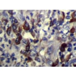 Immunohistochemistry - CARTPT Antibody from Signalway Antibody (43358) - Antibodies.com