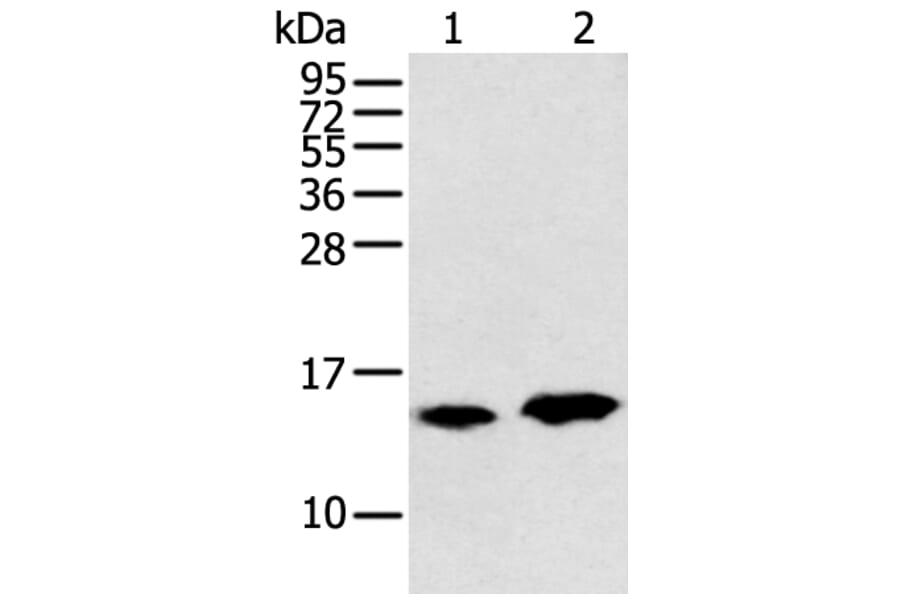 CARTPT Antibody from Signalway Antibody (43358) - Antibodies.com