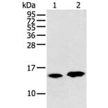 CARTPT Antibody from Signalway Antibody (43358) - Antibodies.com