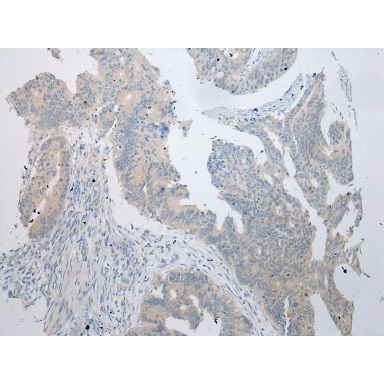 Immunohistochemistry - RPS15A Antibody from Signalway Antibody (43359) - Antibodies.com