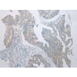 Immunohistochemistry - RPS15A Antibody from Signalway Antibody (43359) - Antibodies.com
