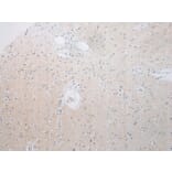 Immunohistochemistry - RPS15A Antibody from Signalway Antibody (43359) - Antibodies.com