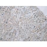 Immunohistochemistry - ZNF621 Antibody from Signalway Antibody (43363) - Antibodies.com