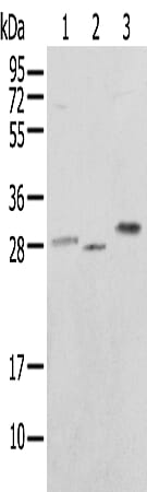 Gel: 12% SDS-PAGE Lysate: 40 &#956;g Lane 1-3: 293T cell, Mouse skeletal muscle tissue and HEPG2 cell Primary antibody: 1/250 dilution Secondary antibody: Goat anti rabbit IgG at 1/8000 dilution Exposure time: 3 seconds