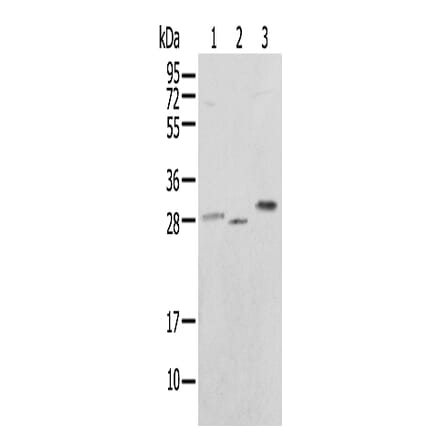 UBE2J2 Antibody from Signalway Antibody (43366) - Antibodies.com