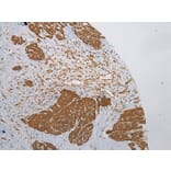 Immunohistochemistry - ZNF248 Antibody from Signalway Antibody (43372) - Antibodies.com