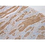 Immunohistochemistry - ZNF248 Antibody from Signalway Antibody (43372) - Antibodies.com