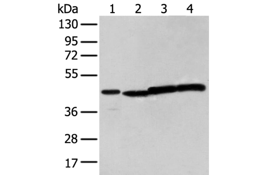 NUDT12 Antibody from Signalway Antibody (43374) - Antibodies.com