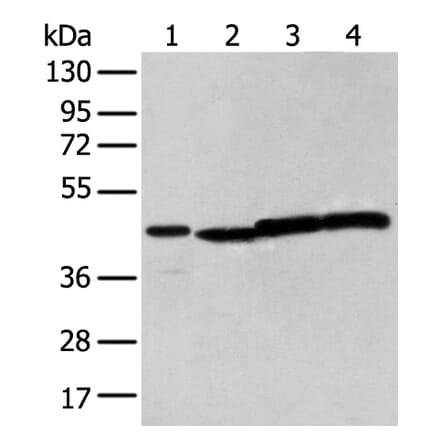 NUDT12 Antibody from Signalway Antibody (43374) - Antibodies.com