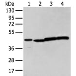 NUDT12 Antibody from Signalway Antibody (43374) - Antibodies.com