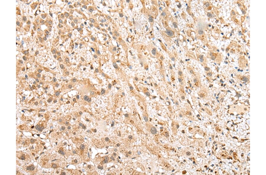 Immunohistochemistry - NUDT12 Antibody from Signalway Antibody (43374) - Antibodies.com