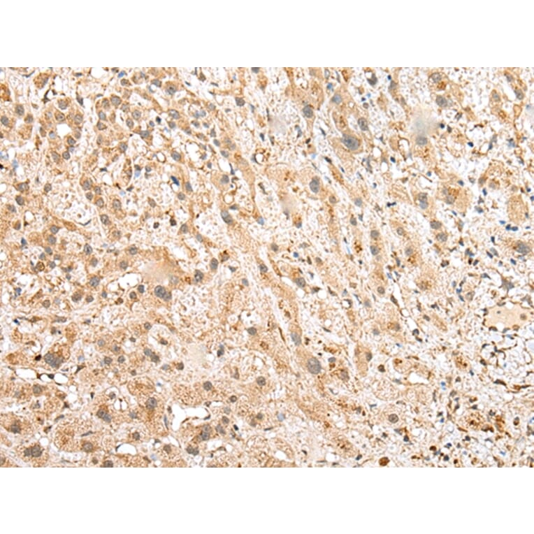 Immunohistochemistry - NUDT12 Antibody from Signalway Antibody (43374) - Antibodies.com