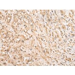 Immunohistochemistry - NUDT12 Antibody from Signalway Antibody (43374) - Antibodies.com
