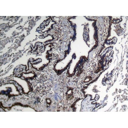 Immunohistochemistry - NUDT10 Antibody from Signalway Antibody (43375) - Antibodies.com