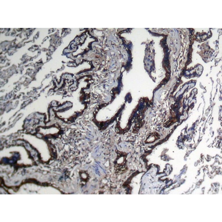 Immunohistochemistry - NUDT10 Antibody from Signalway Antibody (43375) - Antibodies.com