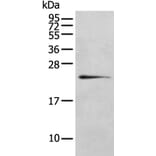 RILPL2 Antibody from Signalway Antibody (43385) - Antibodies.com