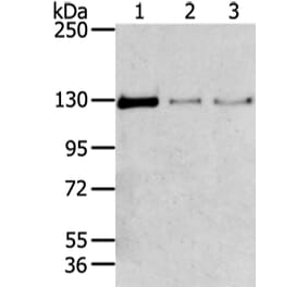TRIM24 Antibody from Signalway Antibody (43420) - Antibodies.com