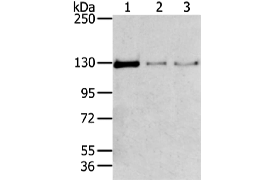 TRIM24 Antibody from Signalway Antibody (43420) - Antibodies.com