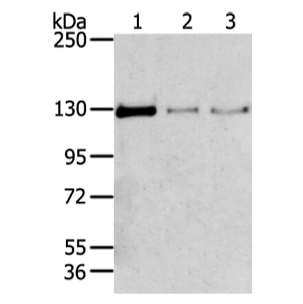 TRIM24 Antibody from Signalway Antibody (43420) - Antibodies.com