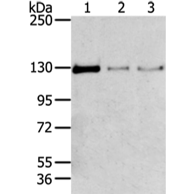 TRIM24 Antibody from Signalway Antibody (43420) - Antibodies.com