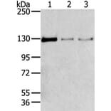 TRIM24 Antibody from Signalway Antibody (43420) - Antibodies.com