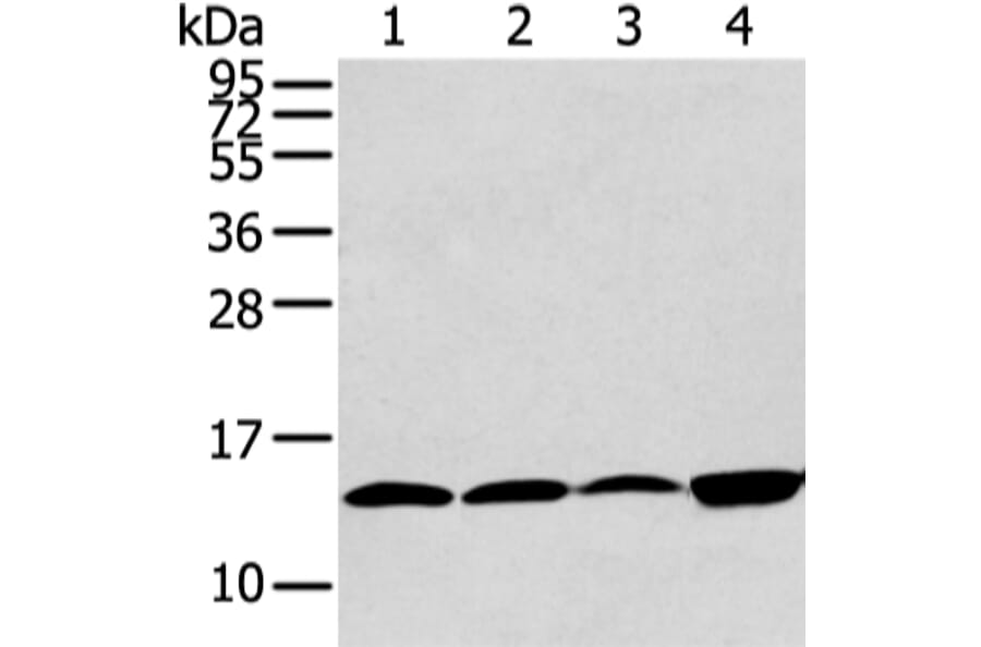 CLDND2 Antibody from Signalway Antibody (43448) - Antibodies.com