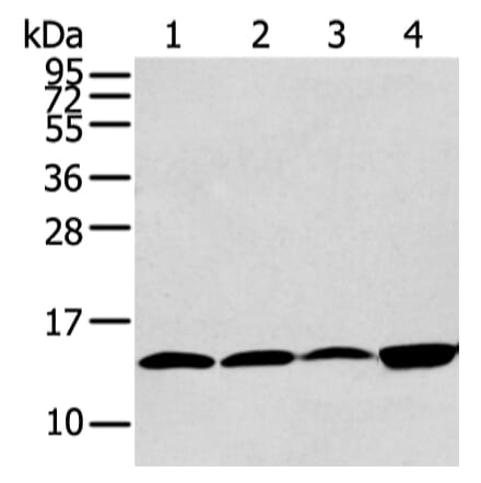 CLDND2 Antibody from Signalway Antibody (43448) - Antibodies.com