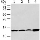 CLDND2 Antibody from Signalway Antibody (43448) - Antibodies.com