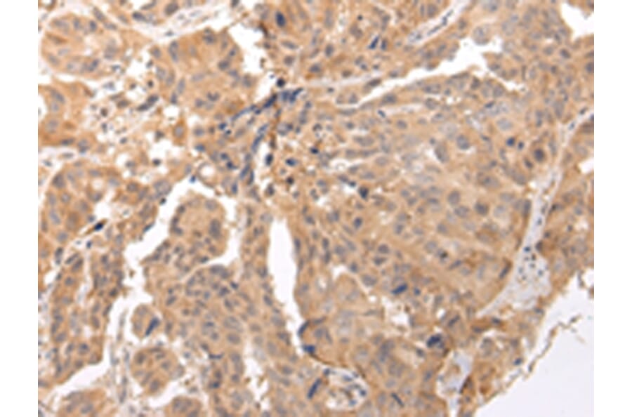 Immunohistochemistry - CLDND2 Antibody from Signalway Antibody (43448) - Antibodies.com