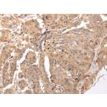 Immunohistochemistry - CLDND2 Antibody from Signalway Antibody (43448) - Antibodies.com