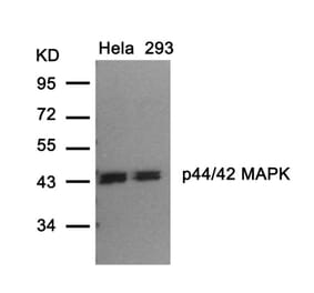 Western blot - p44/42 MAP Kinase (Ab-202) Antibody from Signalway Antibody (21237) - Antibodies.com