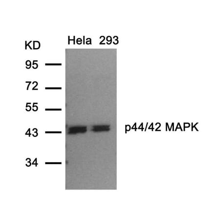 Western blot - p44/42 MAP Kinase (Ab-202) Antibody from Signalway Antibody (21237) - Antibodies.com