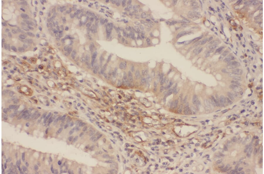 Immunohistochemistry - p44/42 MAP Kinase (Ab-202) Antibody from Signalway Antibody (21237) - Antibodies.com