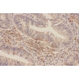 Immunohistochemistry - p44/42 MAP Kinase (Ab-202) Antibody from Signalway Antibody (21237) - Antibodies.com