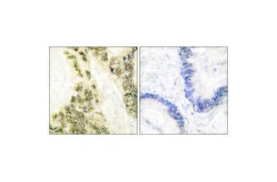 Immunohistochemistry - Thyroid Hormone Receptor α Antibody from Signalway Antibody (33501) - Antibodies.com