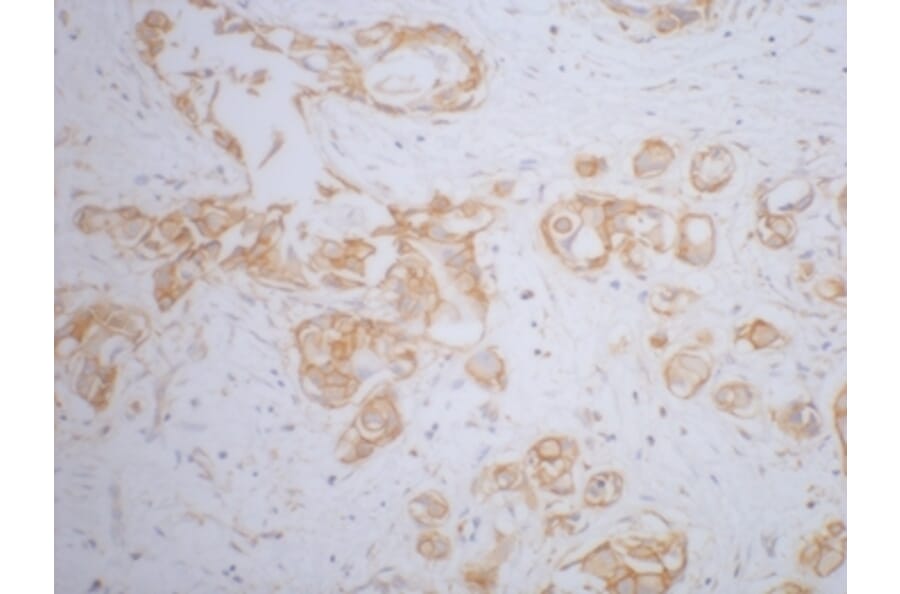 β-Catenin Mouse Monoclonal Antibody from Signalway Antibody (38020) - Antibodies.com
