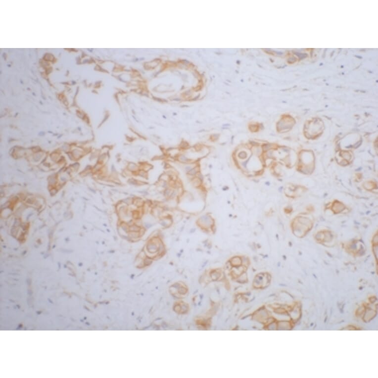 β-Catenin Mouse Monoclonal Antibody from Signalway Antibody (38020) - Antibodies.com