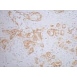 β-Catenin Mouse Monoclonal Antibody from Signalway Antibody (38020) - Antibodies.com