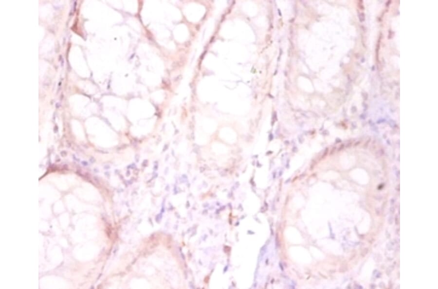 Immunohistochemistry - Protein FAM110B Polyclonal Antibody from Signalway Antibody (42164) - Antibodies.com