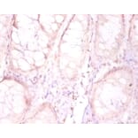 Immunohistochemistry - Protein FAM110B Polyclonal Antibody from Signalway Antibody (42164) - Antibodies.com
