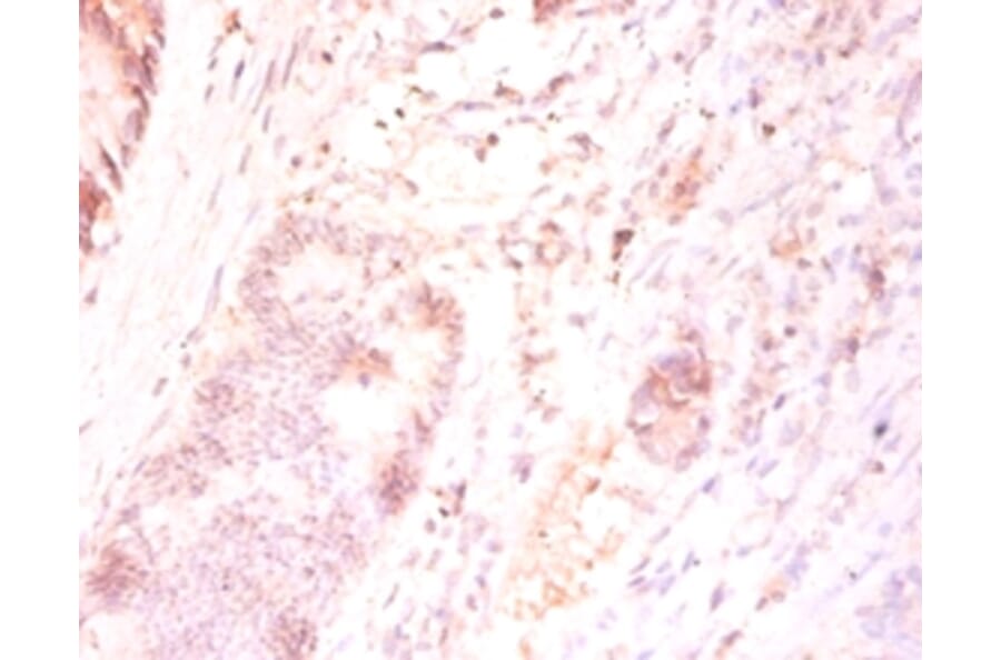 Immunohistochemistry - Protein FAM110B Polyclonal Antibody from Signalway Antibody (42164) - Antibodies.com