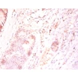 Immunohistochemistry - Protein FAM110B Polyclonal Antibody from Signalway Antibody (42164) - Antibodies.com
