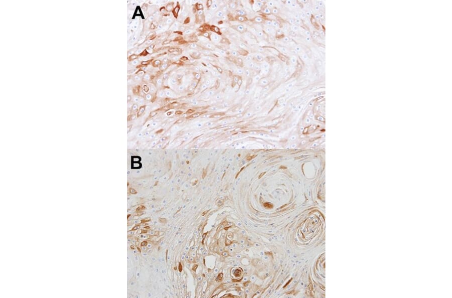 Immunohistochemistry - BCAT2 antibody from Signalway Antibody (22010) - Antibodies.com