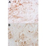 Immunohistochemistry - BCAT2 antibody from Signalway Antibody (22010) - Antibodies.com