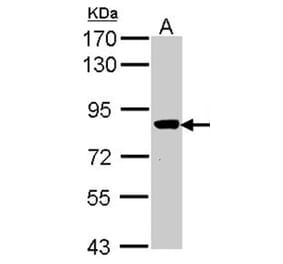 VPS16 antibody from Signalway Antibody (22032) - Antibodies.com