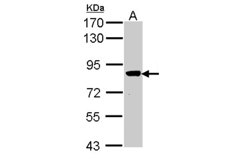 VPS16 antibody from Signalway Antibody (22032) - Antibodies.com