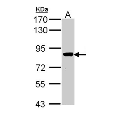 VPS16 antibody from Signalway Antibody (22032) - Antibodies.com