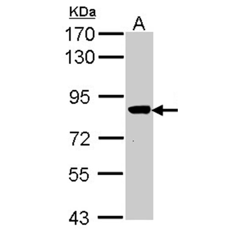 VPS16 antibody from Signalway Antibody (22032) - Antibodies.com