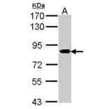VPS16 antibody from Signalway Antibody (22032) - Antibodies.com