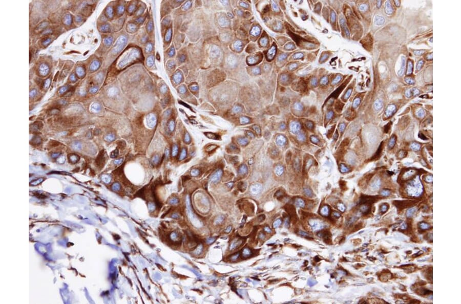 Immunohistochemistry - VPS16 antibody from Signalway Antibody (22032) - Antibodies.com